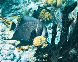 French Angelfish, Belize by Alison Ranheim 